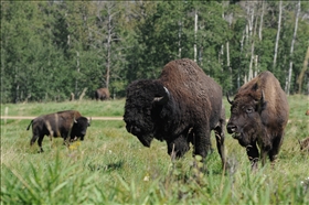 Elk Island NP